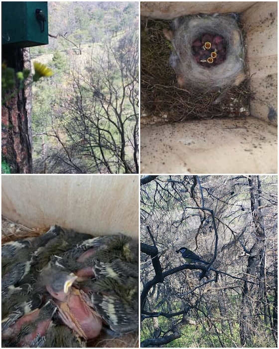 Κατά τη φετινή αναπαραγωγική περίοδο καταγράφηκε σημαντική αύξηση της χρήσης των φωλιών από μικρόπουλα.