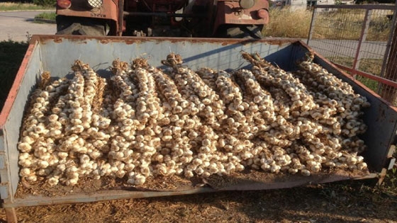 Έβρος: Οι έντονες βροχές μείωσαν δραστικά την παραγωγή σκόρδου