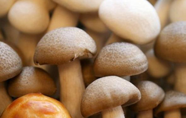 Mετά τα περιστατικά σοβαρών δηλητηριάσεων.