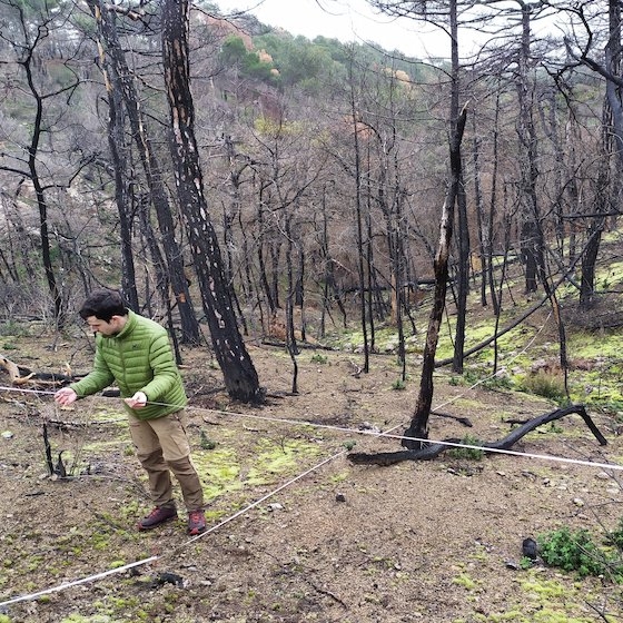 Για την καταγραφή επιλέχθηκαν περιοχές όπου η φωτιά πέρασε με μέση και υψηλή σφοδρότητα και χωρίστηκαν σε τρείς κατηγορίες.