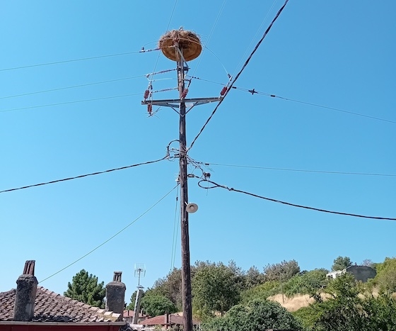 Η Εταιρεία Προστασίας Βιοποικιλότητας Θράκης επισημαίνει τους κινδύνους από τα υπέργεια καλώδια της ΔΕΗ.