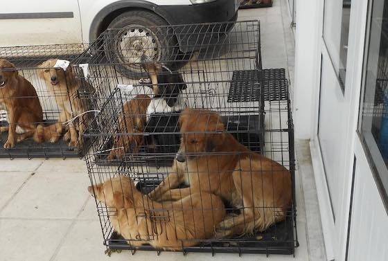 Στο πλαίσιο του προγράμματος, πραγματοποιήθηκαν συνολικά 68 στειρώσεις σε αδέσποτα σκυλιά και γάτες της περιοχής.