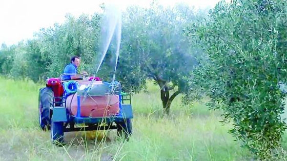 Έξαρση του δάκου στην ελαιοκομική περιοχή της Αλεξανδρούπολης