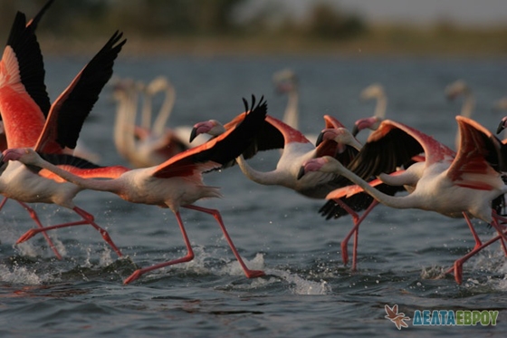 Δέλτα Έβρου: Οι μικροί μαθητές ψήφισαν το αγαπημένο τους πουλί