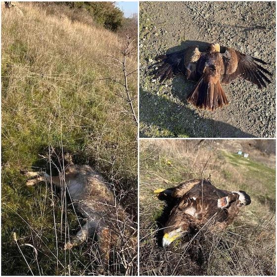 Τα νεκρά ζώα που εντοπίστηκαν στην περιοχή Αρδανίου στον Έβρο.