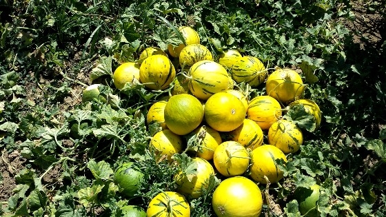 Το πεπόνι "χρυσή κεφαλή" Τυχερού θα πιστοποιηθεί ως Π.Ο.Π εντός του 2022!