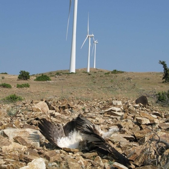 Από τα 563 περιστατικά, τα 35 είναι αρπακτικά πουλιά (16 εκ των οποίων γύπες), 198 πουλιά άλλων ειδών και 330 νυχτερίδες.