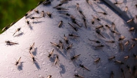 Καινοτόμος ηλεκτρονική παγίδα για κουνούπια θα εγκατασταθεί στον Έβρο