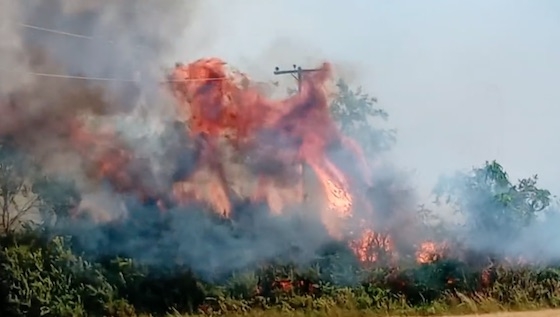 Η φωτιά καίει χαμηλή βλάστηση ωστόσο οι άνεμοι που πνέουν σήμερα στον νότιο και κεντρικό Έβρο δυσκολεύουν την κατάσταση.