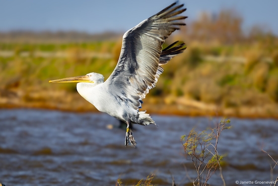 Μετά από χρόνια εμφανίστηκε και πάλι στο Δέλτα του Έβρου.