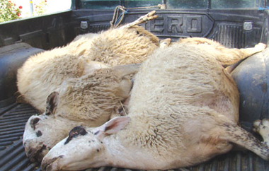 Ψήφισμα με το οποίο στηρίζει τα αιτήματα των κτηνοτρόφων.