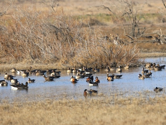 Σε σχετικά χαμηλά επίπεδα κυμάνθηκε ο αριθμός των παπιών στο Δέλτα Έβρου λόγω υψηλών θερμοκρασιών 