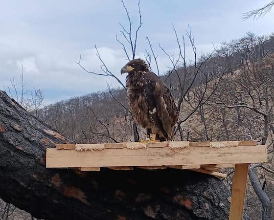 Το πουλί ήταν ανίκανο να πετάξει και λόγω αντικειμενικών δυσκολιών ήταν αδύνατο να τοποθετηθεί και πάλι στη φωλιά του.