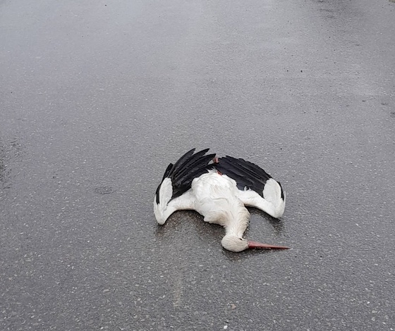 Η επιστροφή των πελαργών σκιάζεται από τους κινδύνους των εναέριων καλωδίων!
