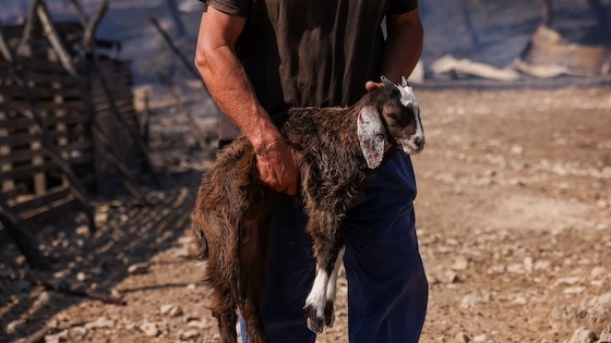 Με μια σκληρή επιστολή, οι Κτηνοτροφικοί Σύλλογοι της Ανατολικής Μακεδονίας και Θράκης ξεσπούν κατά της τακτικής του ΥΠΑΑΤ.