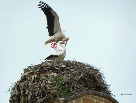 Η φωλιά του Λευκοπελαργού στο καμπαναριό