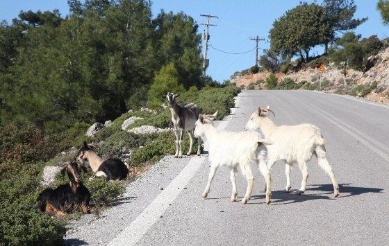 Κρίτων Αρσένης: Να φύγουν τα «ιδιωτικά κατσίκια» από το βουνό της Σαμοθράκης!