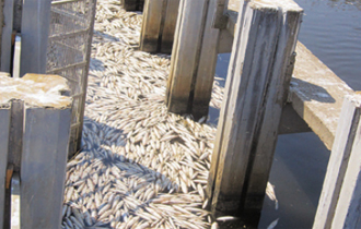 Κεφαλόπουλα και ορισμένα χέλια βγήκαν νεκρά στην επιφάνεια της λίμνης.