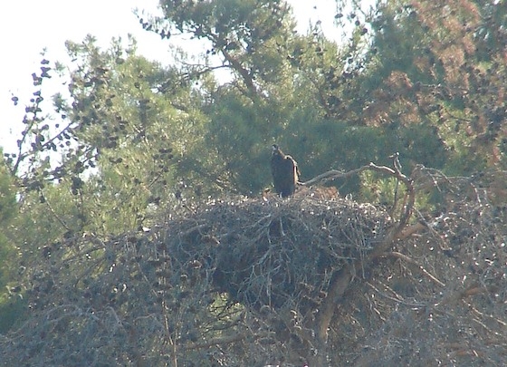 Στο πολύτιμο αυτό δάσος συναντώνται τα 36 από τα 39 είδη αρπακτικών που υπάρχουν στην Ευρώπη.