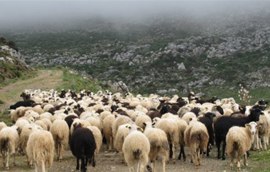 Το νόσημα του καταρροϊκού πυρετού δεν προσβάλλει τον άνθρωπο και ως εκ τούτου δεν υπάρχει κίνδυνος για τη δημόσια υγεία.