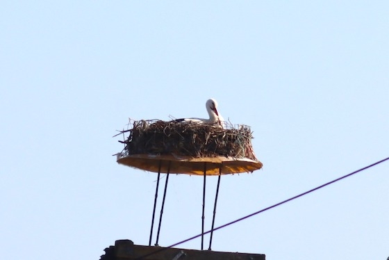 Ο Λευκοπελαργός παρατηρήθηκε στη φωλιά στις 01/03/2024. Φωτ.: Δέλτα Έβρου