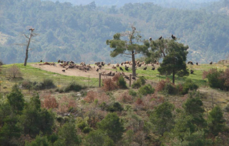 Οι τελευταίες ημέρες των χειμωνιάτικων καταμετρήσεων, περιμένοντας τους 'ταξιδιώτες' από τη μετανάστευση.