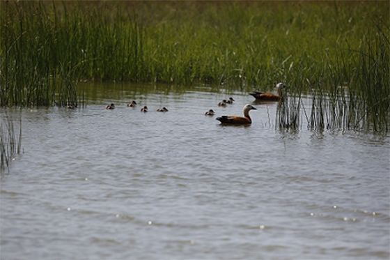 Κατά την αναπαραγωγική περίοδο μπορούμε να δούμε και να καταγράψουμε την αναπαραγωγή αρκετών ειδών.
