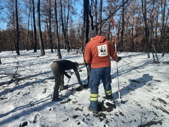 Δράσεις πεδίου που έχουν ήδη ξεκινήσει για την αποκατάσταση των δασικών οικοσυστημάτων στην περιοχή του Έβρου (Credits: WWF Greece)