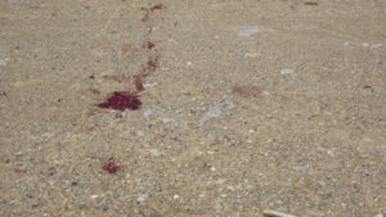 Άγνωστος σκότωσε σκύλο με τρεις πυροβολισμούς