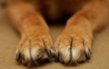 Τραυμάτισε κι εναν άνθρωπο, ο οποίος προσπάθησε να τον εμποδίσει.