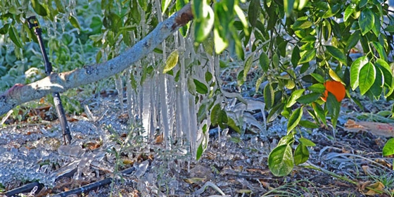 Οι αγρότες και οι κτηνοτρόφοι δεν έχουν αποζημιωθεί ακόμη από τον ΕΛΓΑ