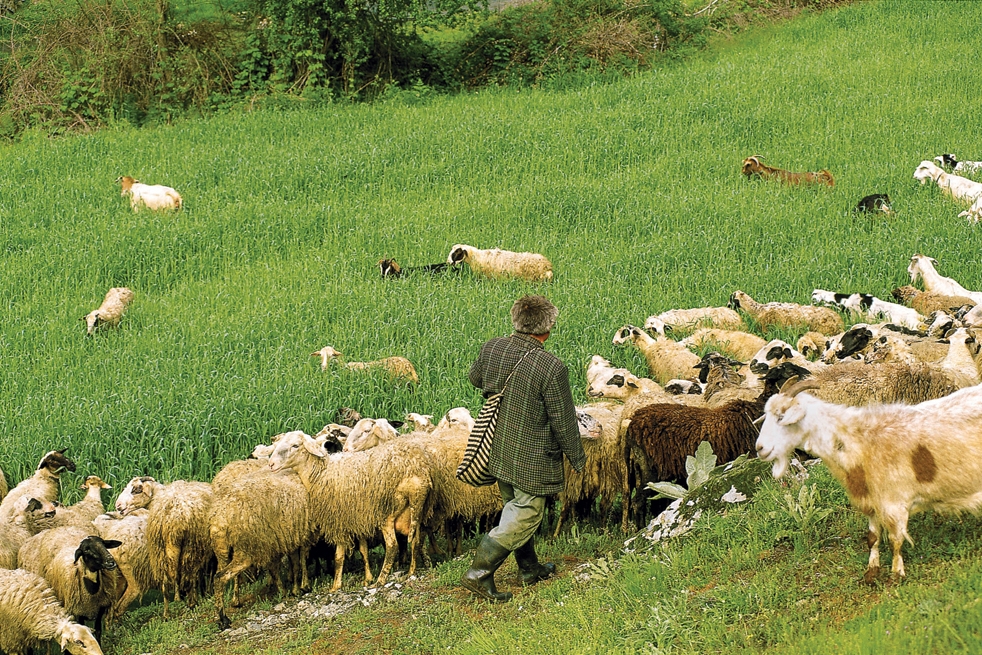 Έκτακτη ενίσχυση σε κτηνοτρόφους υπέγραψε ο Υπουργός Αγροτικής Ανάπτυξης-Ποιοι δικαιούνται 