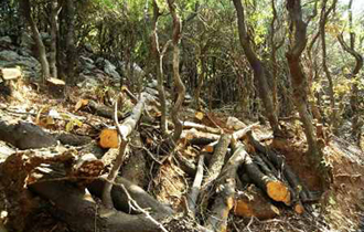 1.650 τόνοι ξύλου κατασχέθηκαν.