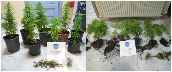 Σαμοθράκη: Βρέθηκαν γλάστρες με χασίς σε ταράτσα σπιτιού