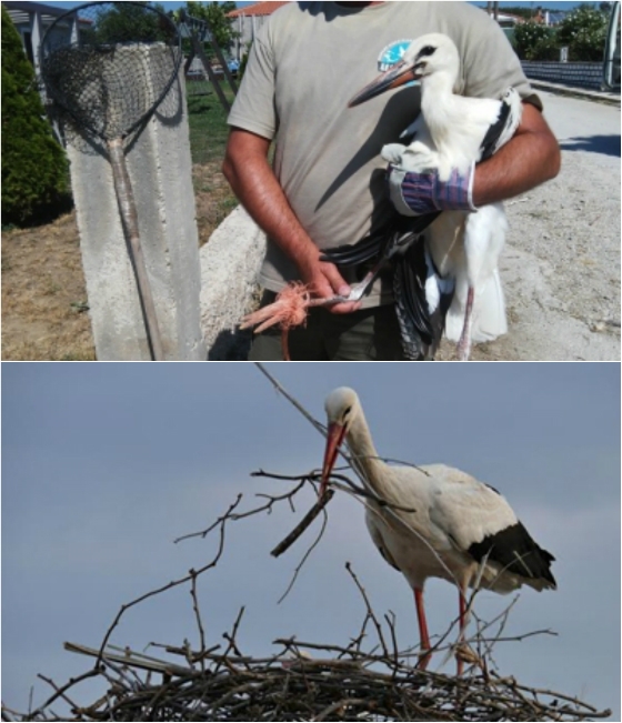 Διάσωση Πελαργού στις Φέρες, του Δήμου Αλεξανδρούπολης