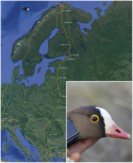 Το θαυμαστό ταξίδι του Blue!