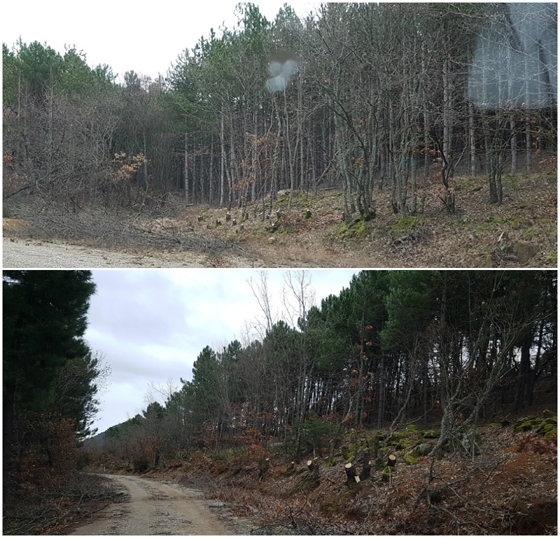 Θλιβερή εικόνα του "τραυματισμένου" τοπίου