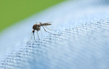 Συναγερμός έχει σημάνει σε ολόκληρη τη χώρα για τα κουνούπια.