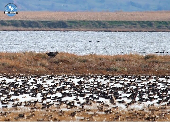Εντυπωσιακές καταγραφές στις φετινές Μεσοχειμωνιάτικες Καταμετρήσεις στο Δέλτα Έβρου