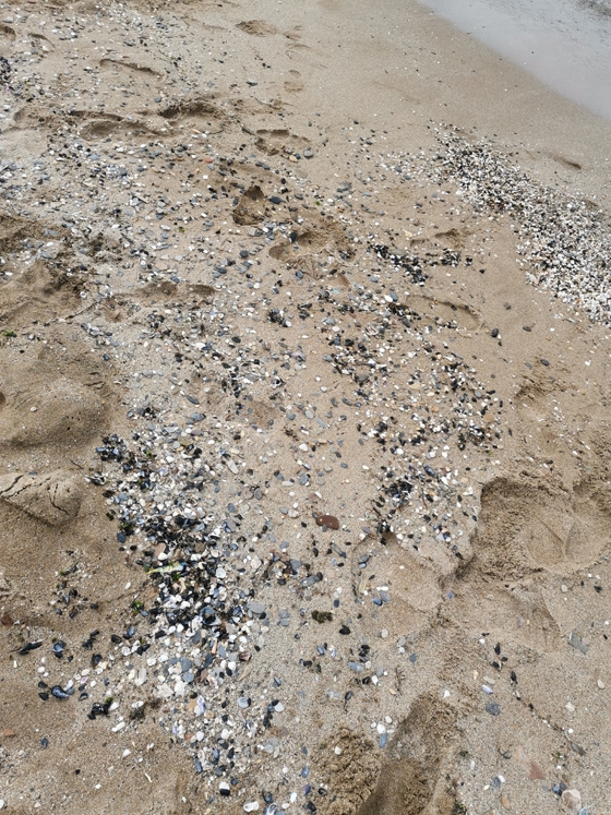 Συνεχίζεται η παράνομη αλιεία μυδιών στην Μάκρη Αλεξανδρούπολης