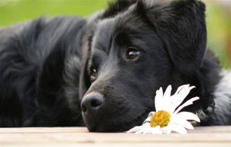 Oμπρέλα προστασίας στους τετράποδους αδέσποτους και μη.