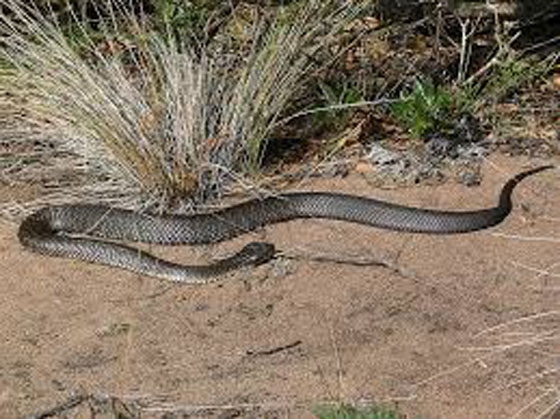 Εμφάνιση φιδιού στην παραλία της Αλεξανδρούπολης έφερε μεγάλη αναστάτωση και πανικό