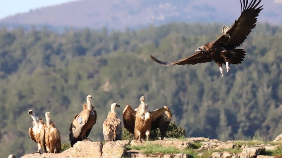 Το Εθνικό Πάρκο Δάσους Δαδιάς αποτελεί μια από τις πιο σημαντικές προστατευόμενες περιοχές παγκοσμίως