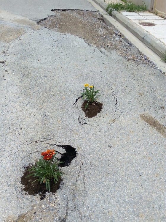 Λουλούδια στις λακκούβες φύτεψαν κάτοικοι στην Παλαγία Αλεξανδρούπολης!