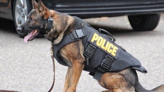 Πίστευαν πως θα περνούσαν από το λιμάνι της Αλεξανδρούπολης χωρίς να τους ενοχλήσει ο "Δίας"!