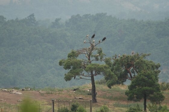 Η αυξημένη επικινδυνότητα εμφάνισης πυρκαγιάς οδηγεί σε ακύρωση των ξεναγήσεων στο πάρκο της Δαδιάς.