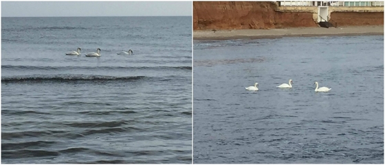 Χθες Παρασκευή οι κύκνοι που εθεάθησαν μπροστά στα Κόκκινα Βράχια 